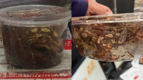 FOTO y VIDEO: Aduanas incautó serpientes y tortugas vivas provenientes de EE.UU. con destino a domicilios de la RM
