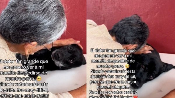 "Para mí eres una familia": La desgarradora despedida de una mujer a su mascota que conmovió las redes
