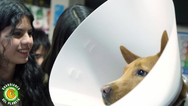 En Guardianes del Planeta operan a perrito de emergencia
