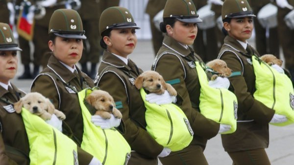 Confirmado: Parada Militar 2023 tendrá cachorros de Carabineros
