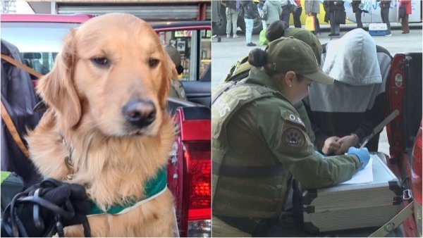 "Hulk" lo delató en el terminal: sujeto llevaba marihuana y éxtasis en equipaje
