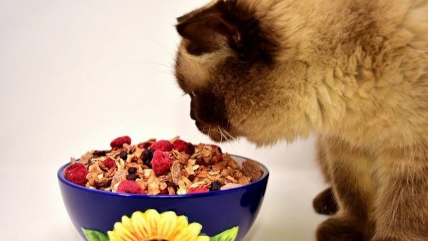 Gatos con dieta vegana estarían más sanos que los que comen carne
