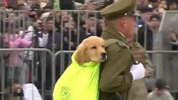 Los virales que se tomaron las Fiestas Patrias
