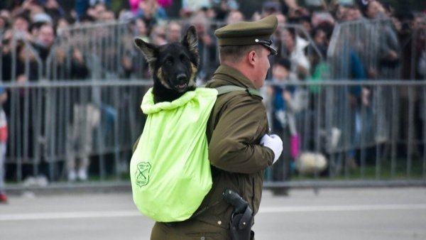 Cachorros de la Parada Militar son dados en adopción: ¿cómo llegar a ellos?
