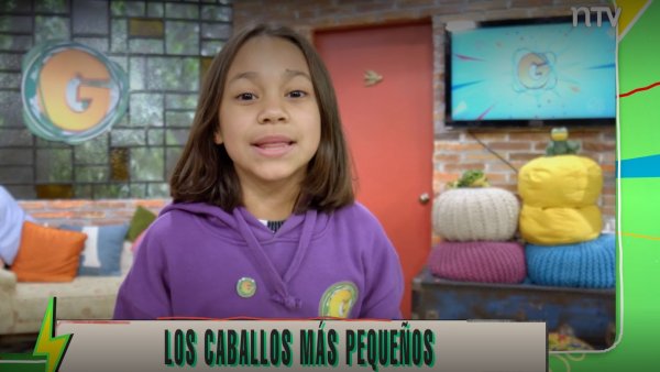 Ranking Guardianes del Planeta: Los caballos más pequeños