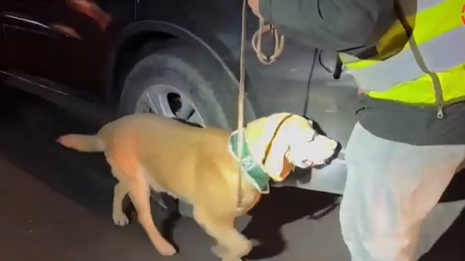 Perro policial detecta 116 kilos de droga en vehículo en Calama: tres sujetos detenidos
