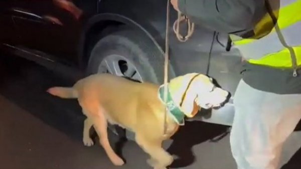 Perro policial detecta 116 kilos de droga en vehículo en Calama: tres sujetos detenidos
