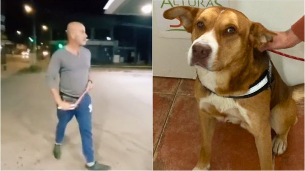 Perrito agredido en Villa Alemana "pronto se irá a una casita"
