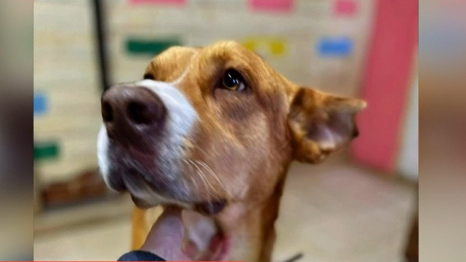 ¿Cómo adoptar a Dante, el perrito maltratado en Villa Alemana?
