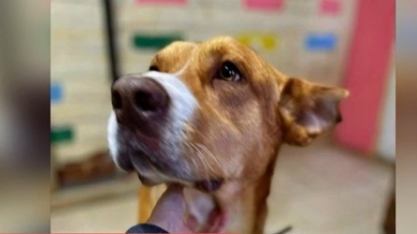 ¿Cómo adoptar a Dante, el perrito maltratado en Villa Alemana?
