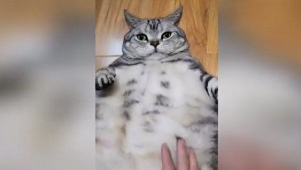 ¿Cómo cuidarlos? El problema de la obesidad en mascotas
