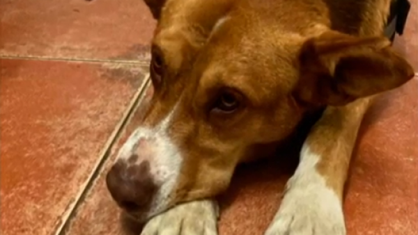 Perro maltratado en Villa Alemana: ¿cómo adoptar a Dante?
