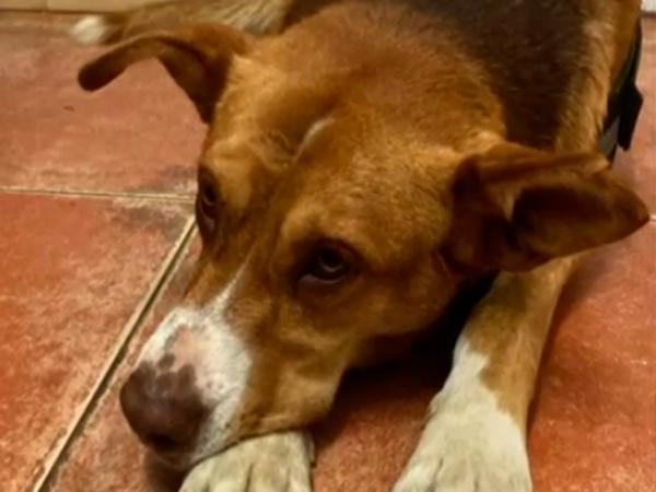 Dante el perro, ¿cómo adoptarlo?