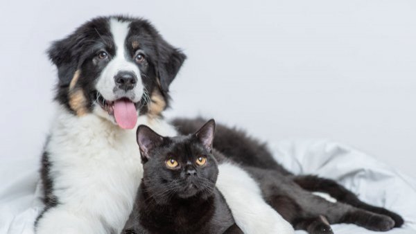 <p>Bacteria perros y gatos</p>Brucella canis: la enfermedad que afecta a perros y gatos y contagia a humanos
