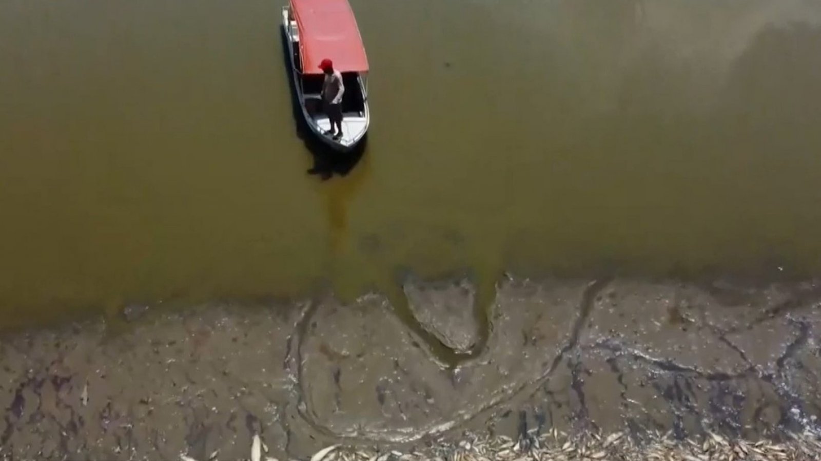 Ola de calor en Brasil: encuentran más de 100 delfines muertos en río de Amazonía
