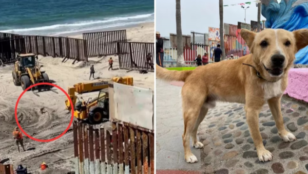 Estados Unidos deportó a 'Oso', perro que cruzó la frontera desde México de manera ilegal