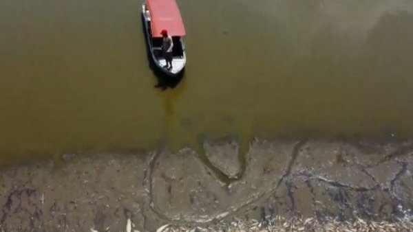Ola de calor en Brasil: encuentran más de 100 delfines muertos en río de Amazonía