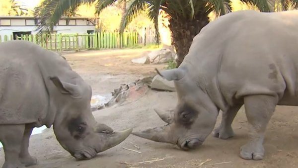 En el día mundial de los animales: Nos encantamos con los rinocerontes del Buin Zoo
