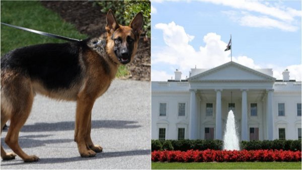 Perro de los Biden es expulsado de la Casa Blanca por morder a agentes

