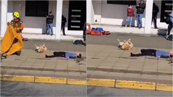 El mejor actor: perro se hizo el muerto durante simulacro en Puerto Montt
