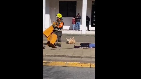 "¡Un Óscar para Gigante!": Perrito se convierte en "actor revelación" durante simulacro en Puerto Montt