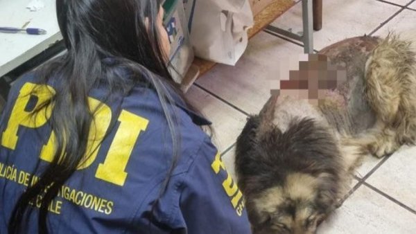 Mujer es detenida por maltrato animal en La Granja: perro mantiene graves heridas