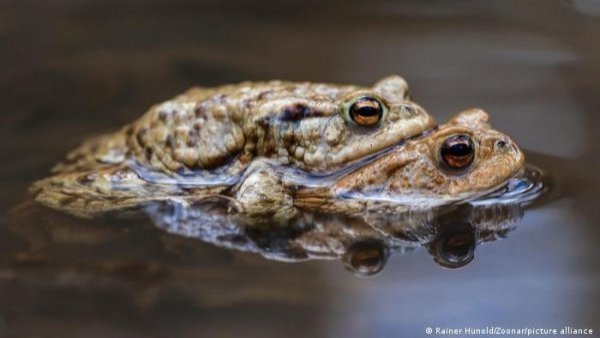 Ranas hembras fingen estar muertas para evitar apareamiento
