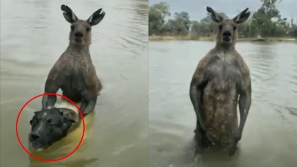 VIDEO: Hombre se enfrentó a golpes con canguro para rescatar a su perro de morir ahogado
