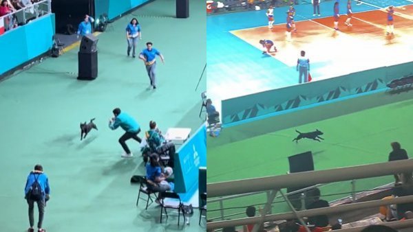 "Se robó el protagonismo": perro ingresó a competencia de Santiago 2023 con particular canción