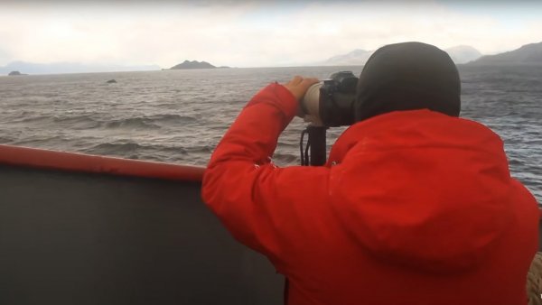 Selva Viva Patagonia en NTV: "Encuentro con ballenas"