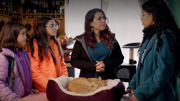 Guardianes del Planeta: Ayudan a gato que cambió de personalidad