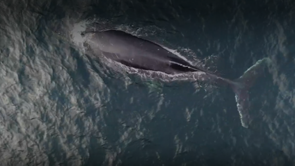 Selva Viva Patagonia y el increíble encuentro con ballenas