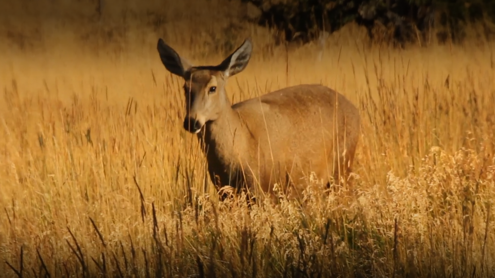 Selva Viva Patagonia en NTV: "Encuentro con el Huemul"
