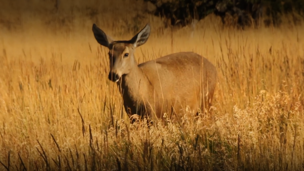 En Selva Viva Patagonia viven impactante encuentro con huemul