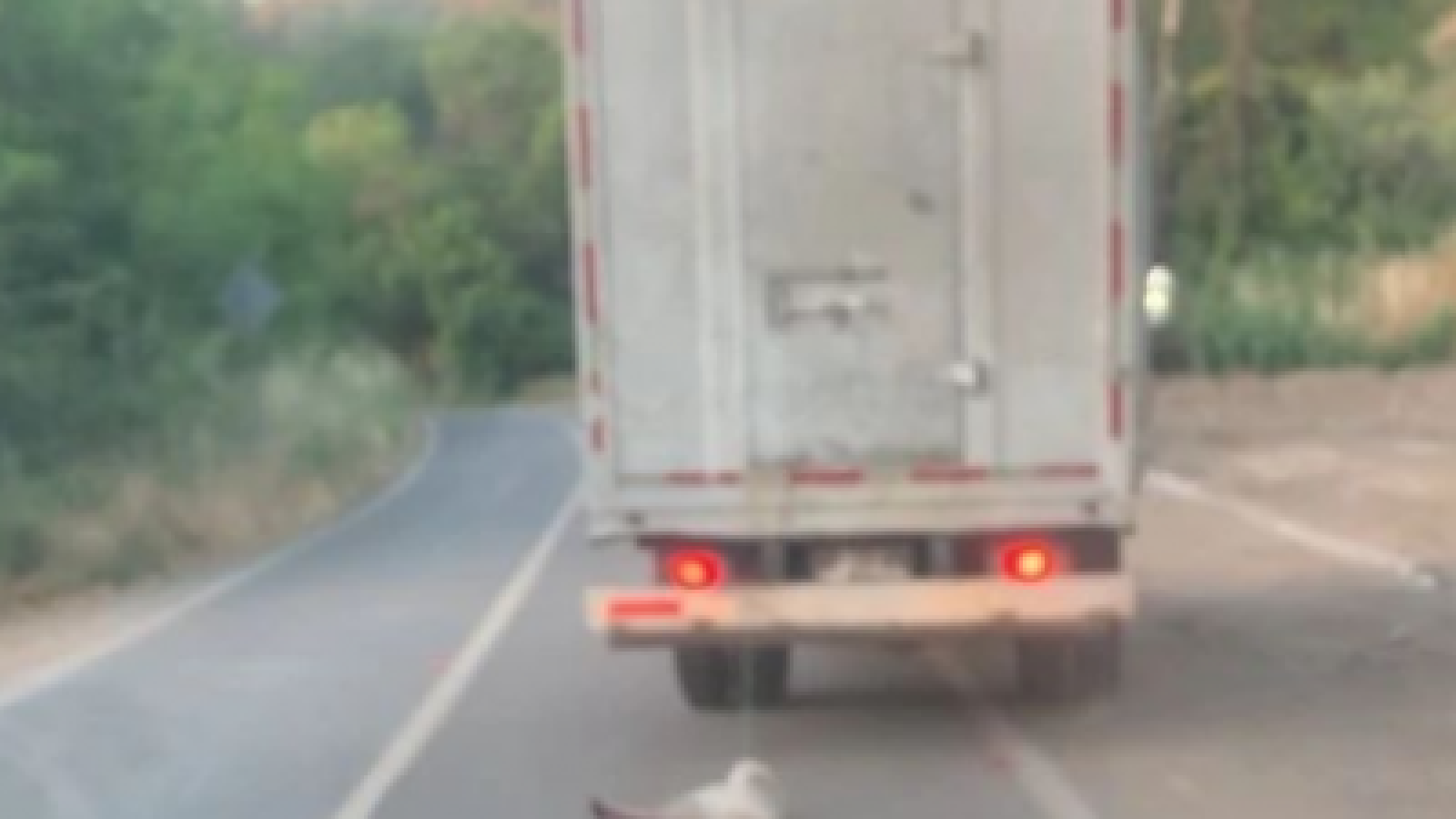 Caso de maltrato animal aún conmueve en La Calera: hombre arrastró a un perro con un camión
