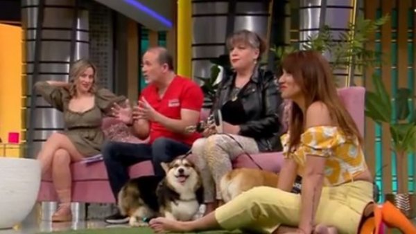 Obesidad canina: ¿Qué problemas trae en la vejez?
