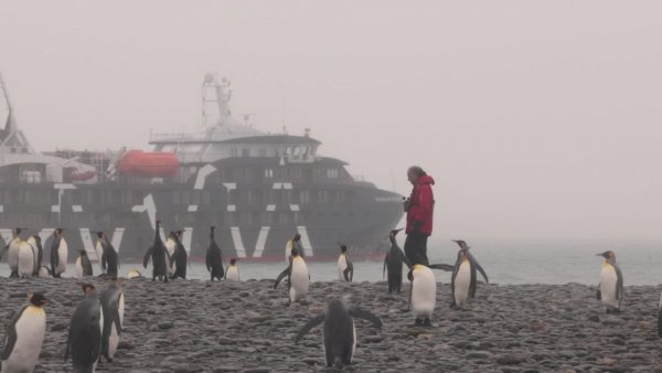 Selva Viva Patagonia en NTV: "Visitando al pingüino rey"
