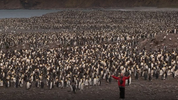 Selva Viva Patagonia: Sorprendente colonia del pingüino rey