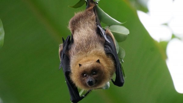Murciélago con pene gigante se convierte en primer mamífero conocido que se reproduce sin penetración
