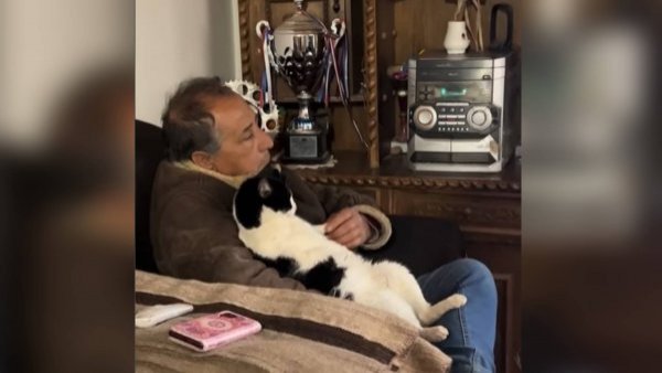 Gatito es viral al ver atentamente "Carmen Gloria a tu servicio" en TVN
