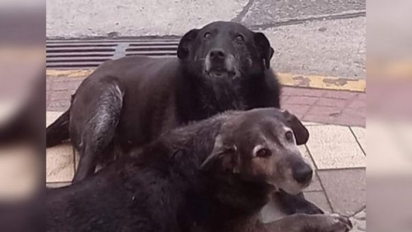 Brutal caso de maltrato animal en Valdivia: Cuerpos de perritos desaparecidos aparecen enterrados en patio de gimnasio