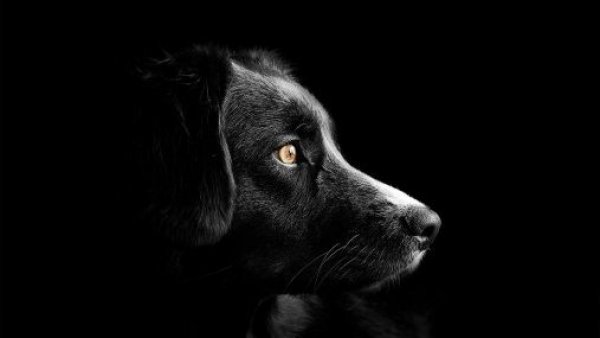 ¿Nuevo método delictivo?: hombre es atacado por un perro y el dueño de la mascota robó su mochila
