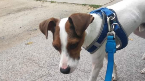 Familia busca desesperadamente a Bala: perro perdido hace dos semanas en Ñuñoa
