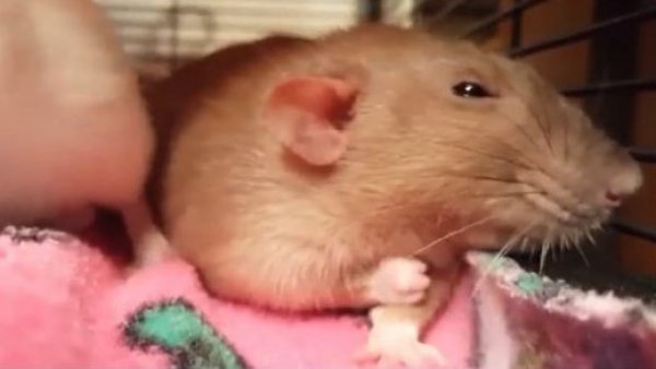 Los ratones también se ‘acicalan’ cuando se miran al espejo, según estudio
