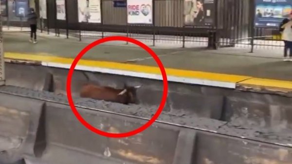 VIDEO | Toro salta a las vías y retrasa los trenes entre Nueva York y Nueva Jersey
