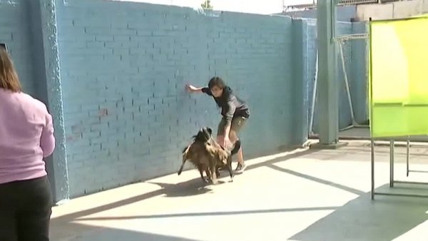 Pelea de perros interrumpió despacho de Josefina "Pitu" Valenzuela