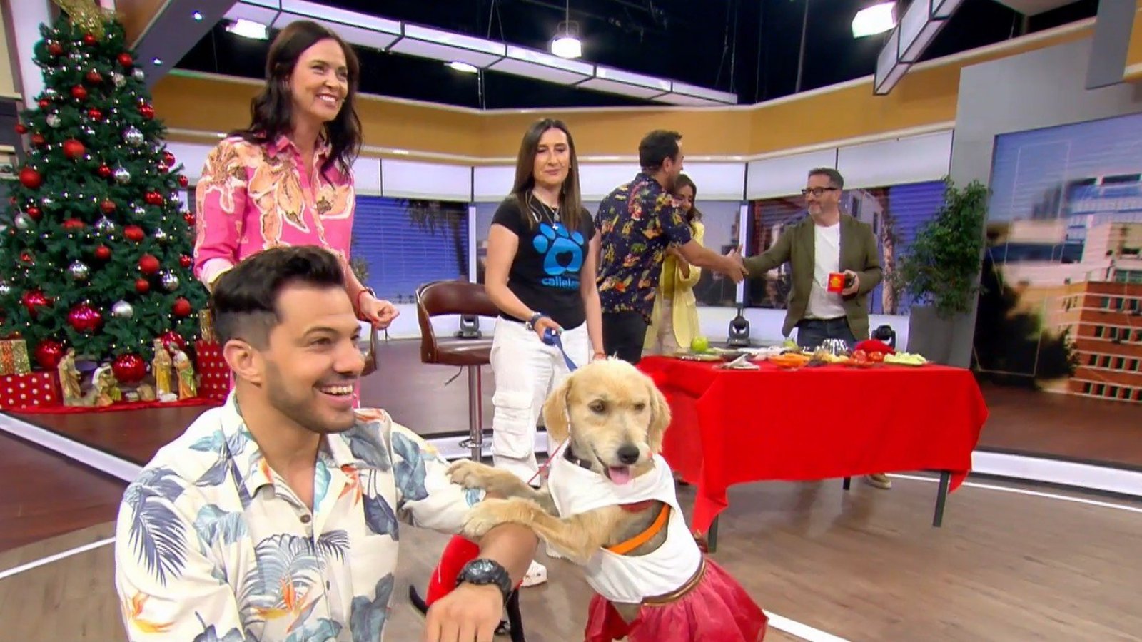 ¿Qué pueden comer los perritos en la cena de Navidad?
