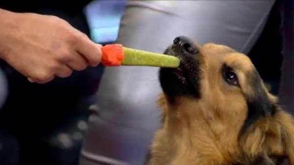 Mira estas ricas recetas de helados para nuestras mascotas
