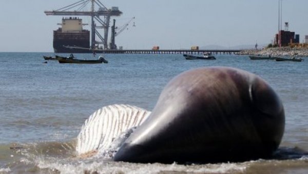 Ballena jorobada varó muerta en playa del sector Cerro Verde Bajo en Penco
