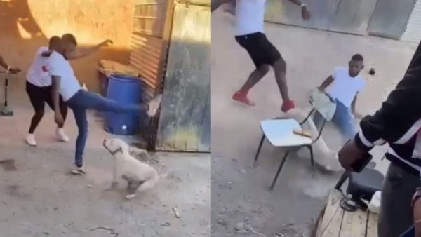 Brutal caso de maltrato animal: extranjeros patearon, golpearon y apuñalaron a un perro en Copiapó